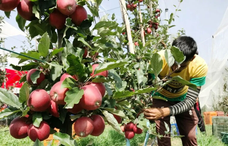 J-K: Modern horticulture transforms Bani’s economy as high-density apple orchards bloom in Kathua